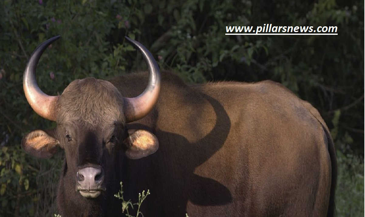 Bison image source - social media